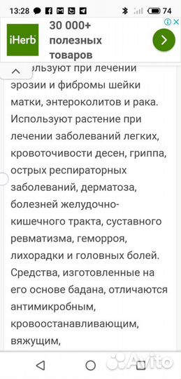 Бадан лечебн многолетка