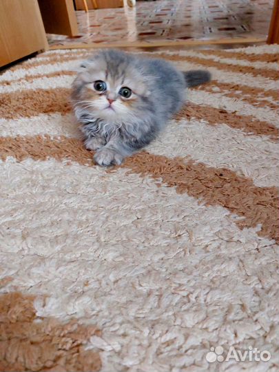 Шотландские котята