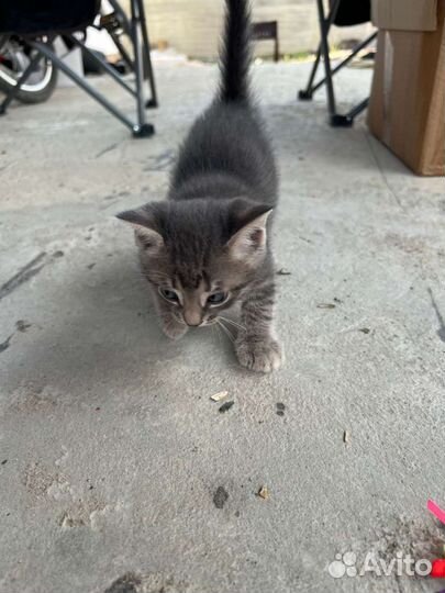 Котята в добрые руки 1, 5 месяца