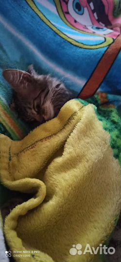 Котёнок бесплатно