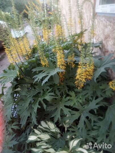 Садовые многолетники