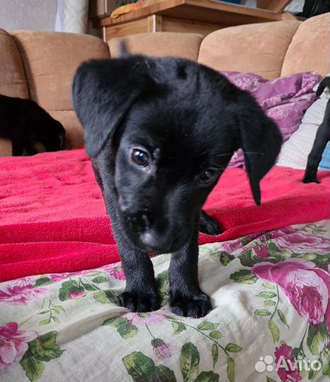 Щенки лабрадора