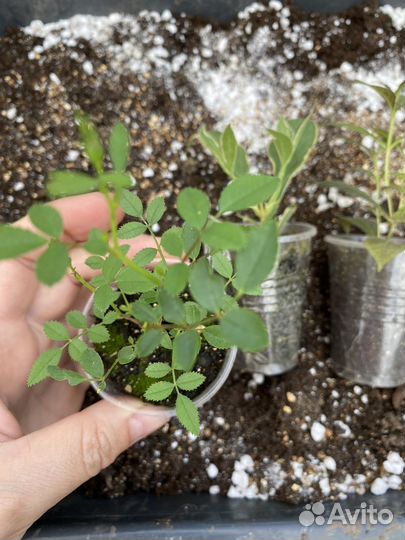 Укорененные черенки кустарников, многолетников