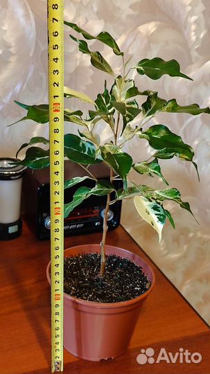 Фикус керли