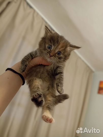 Котята