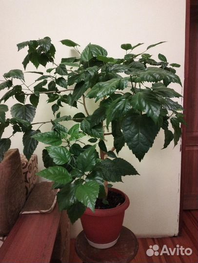 Гибискус красный