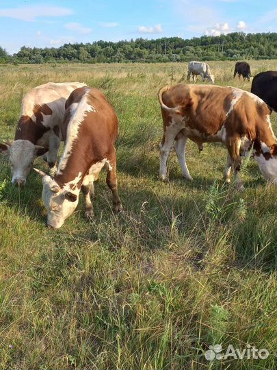 Продаются быки на доращивание
