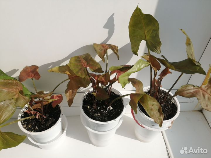 Сингониум braun