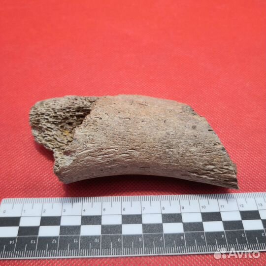 Кость плезиозавра, 95-97 млн лет