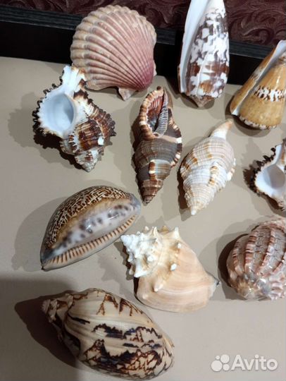 Морские ракушки