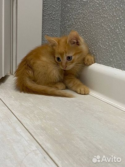 Отдам в хорошие руки рыжего котенка