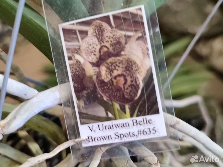 Орхидея ванда