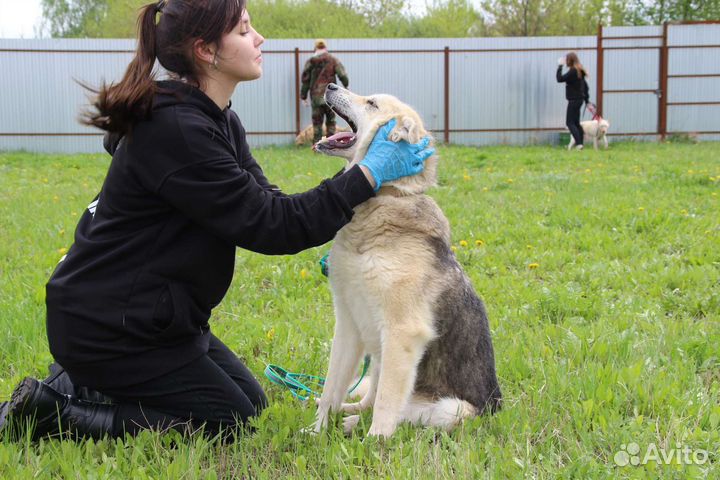 Пес в добрые руки