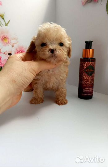 Микро мальтипу