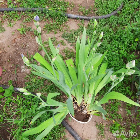 Герань, ирис