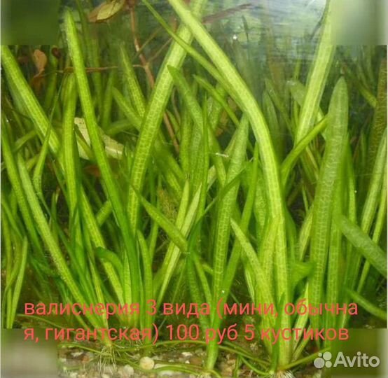 Рыбки и растения для аквариума