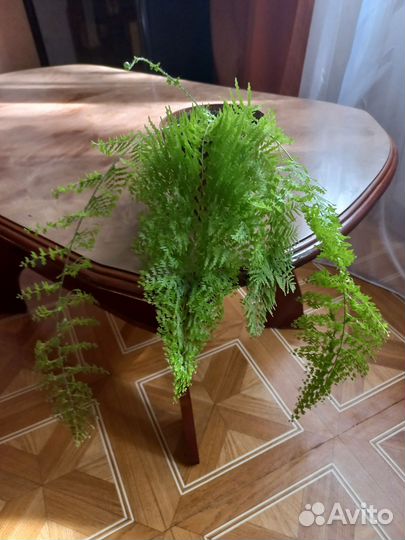 Папоротник кучерявый