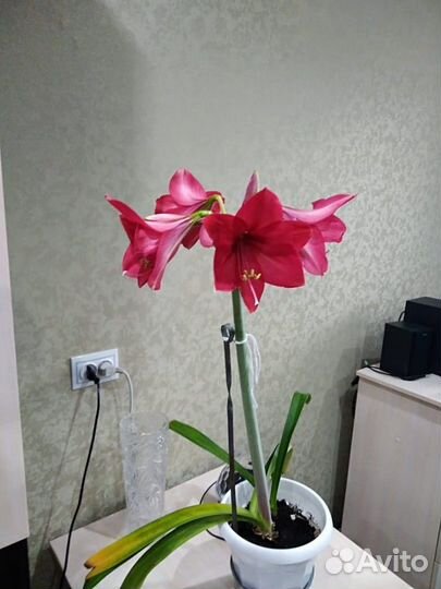 Комнатные цветы