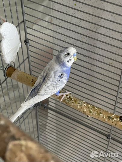 Волнистый попугай самец