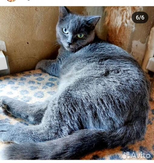 Кошка Голубика 2 года, стерелизованна