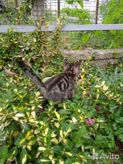 Котёнок-мальчик