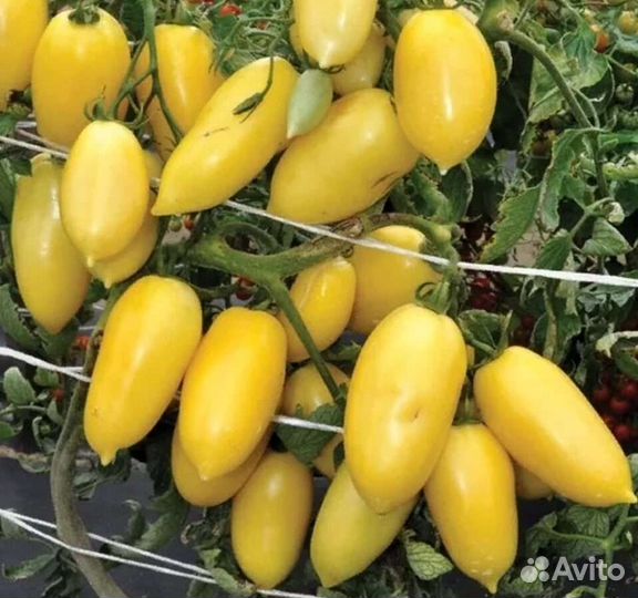 Семена коллекционных томатов