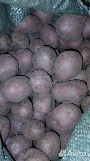 Картофель на посадку