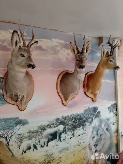 Чучело голова касули