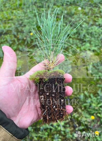 Лиственница Сибирская зкс сеянцы