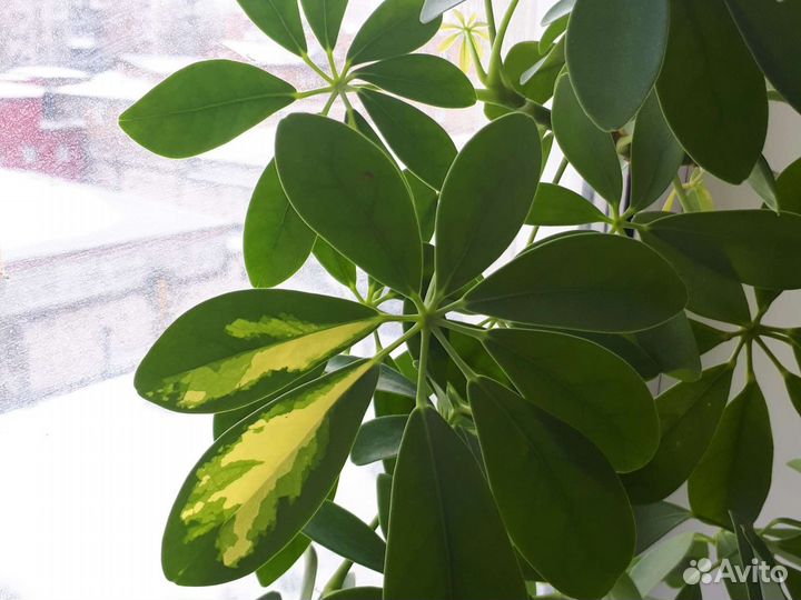 Комнатные цветы шефлера неукорененные