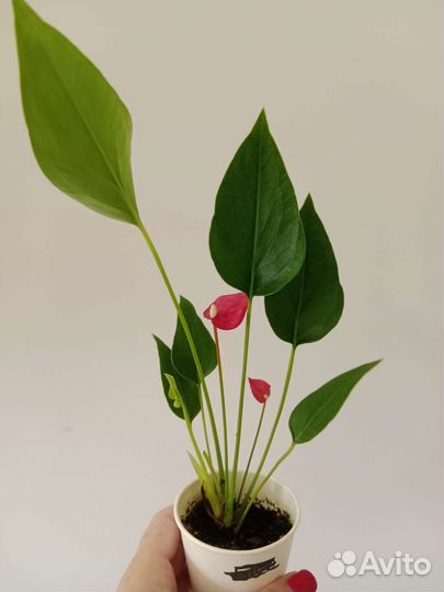 Антуриум Миллион цветов