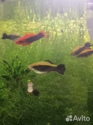 Гуппи Панда Меченосец вилка мхи