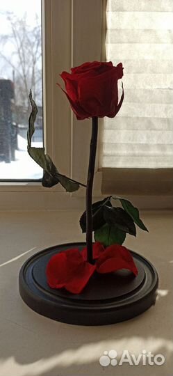 Вечная роза в колбе