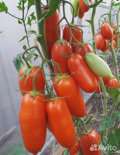 Томат Каскадер 0,1 гр цв.п