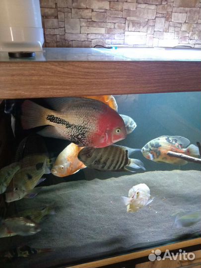 Астронотусы