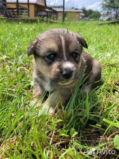 Щенки хаски