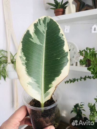 Фикус Эластика Тинеки