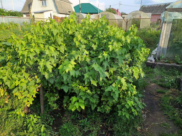 Участок 7 сот. (ИЖС)