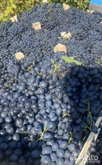 Виноград
