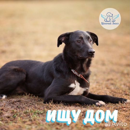 Собака Ночка в добрые руки