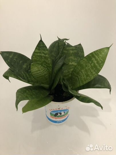 Сансевиерия