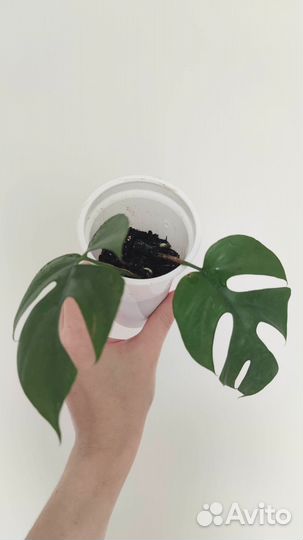 Рафидофора тетрасперма