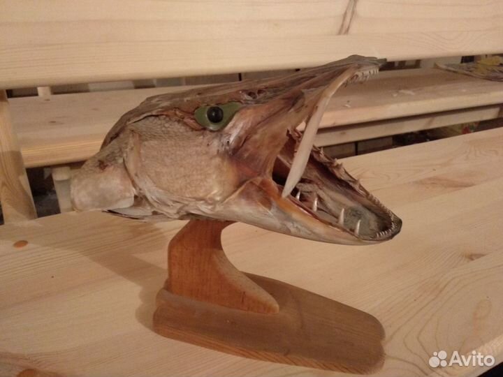 Голова щуки и Череп водопл. животного на медальоне