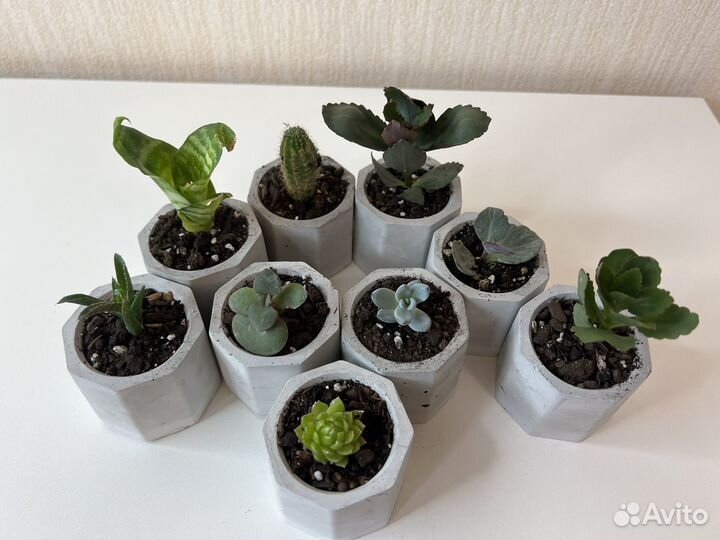 Суккуленты