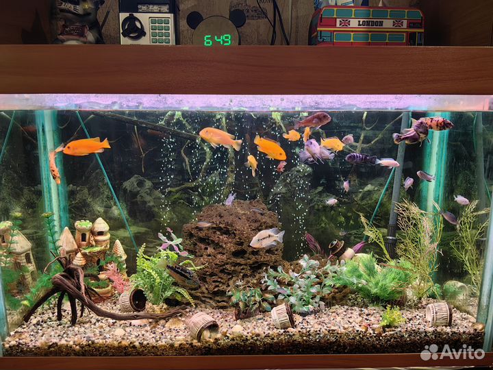 Малёк маловийской цихлиды