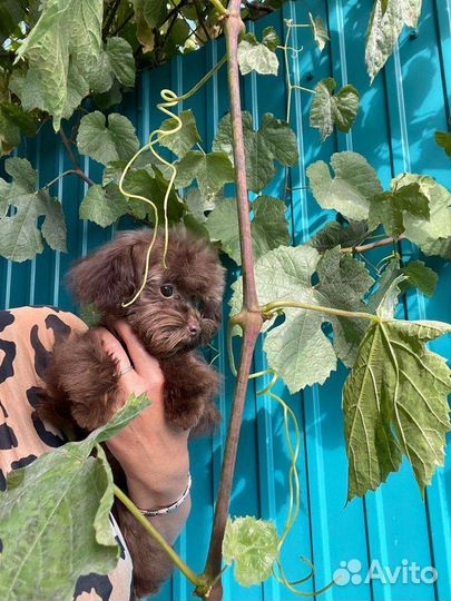 Микро тикап,мальтипу