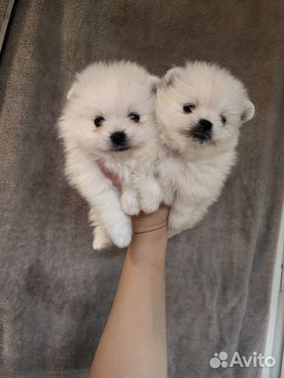 Белые медвежата