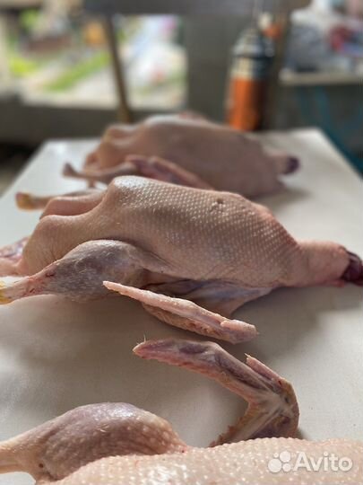 Мясо утки, бройлера. Яйца