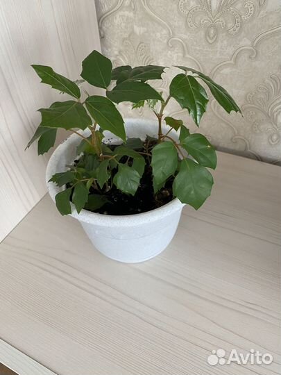 Комнатные растения