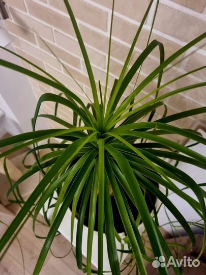 Бокарнея нолина